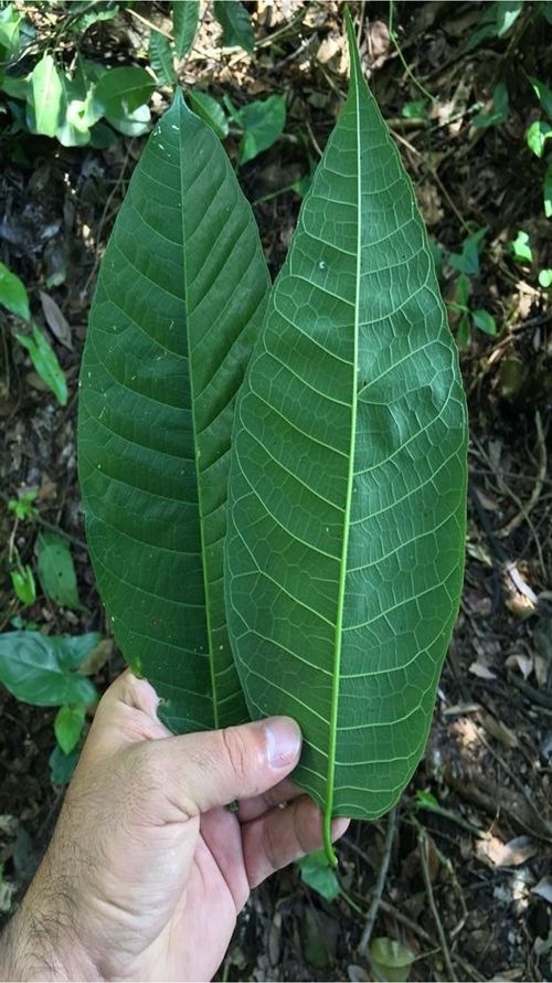 Brosimum alicastrum Sw.