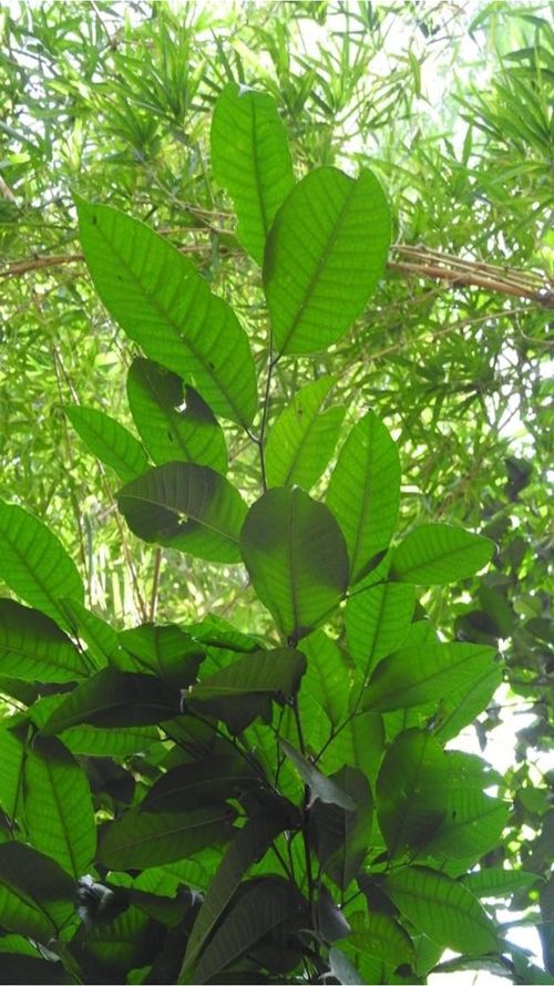 Brosimum alicastrum Sw.