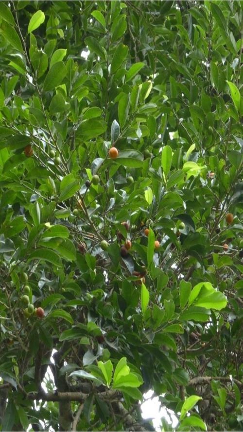 Brosimum alicastrum Sw.