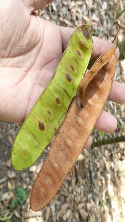 Senegalia polyphylla