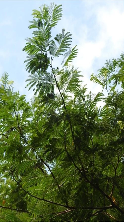 Senegalia polyphylla