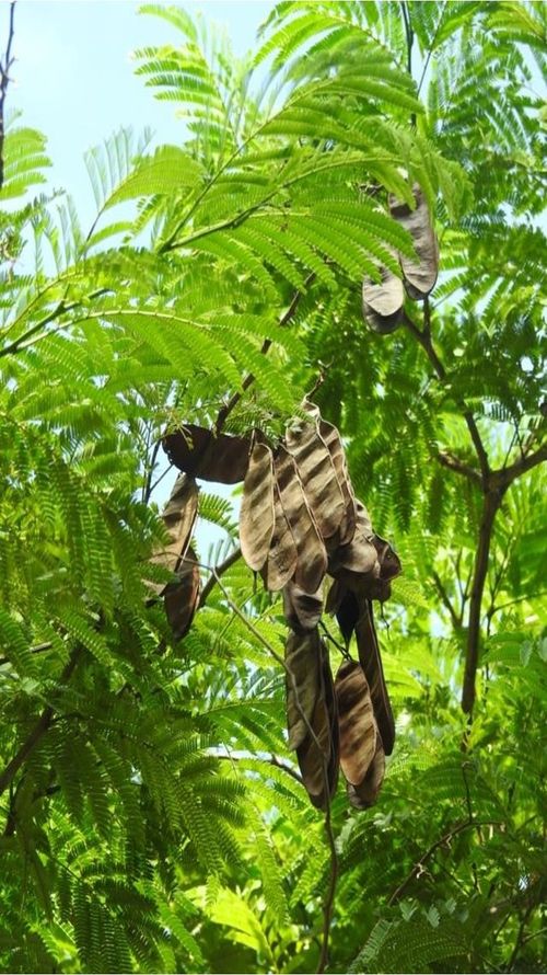 Senegalia polyphylla