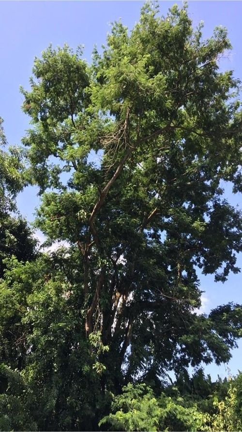 Senegalia polyphylla