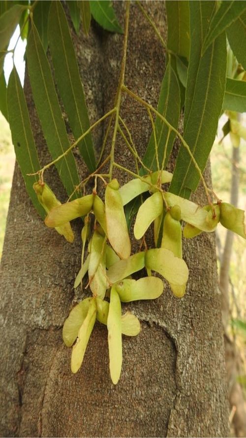 Thouinidium decandrum