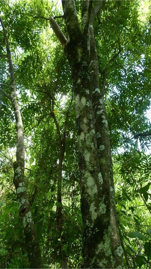 Thouinidium decandrum