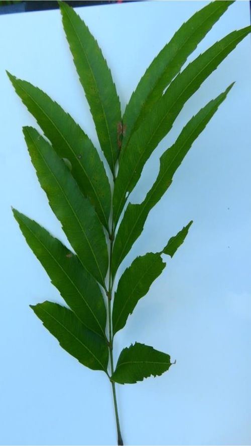 Thouinidium decandrum