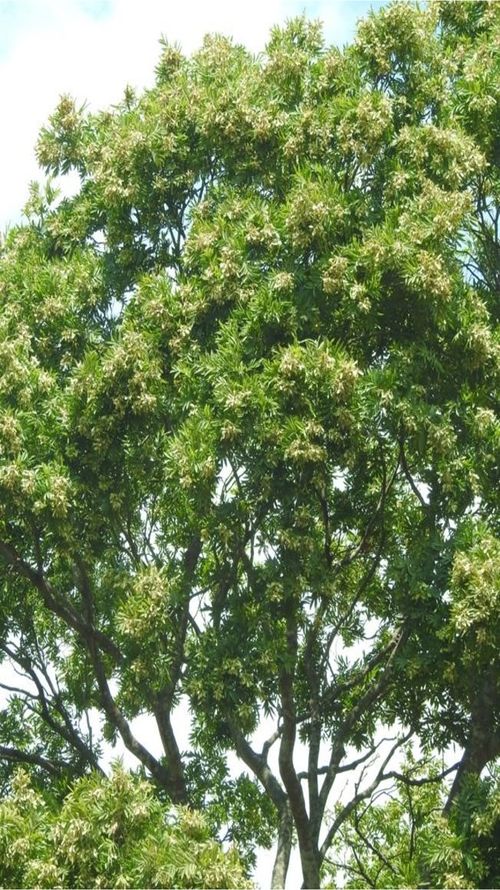 Thouinidium decandrum