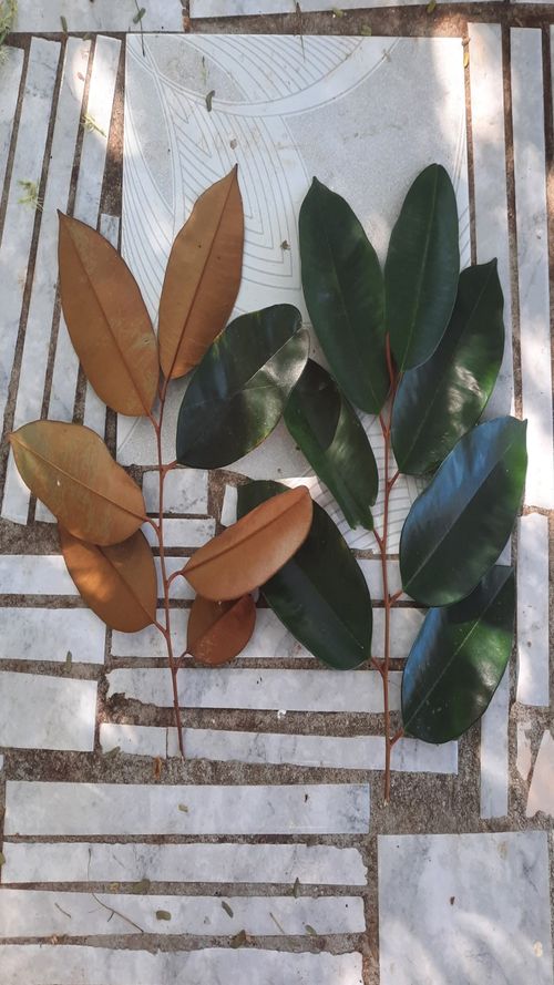 Chrysophyllun cainito