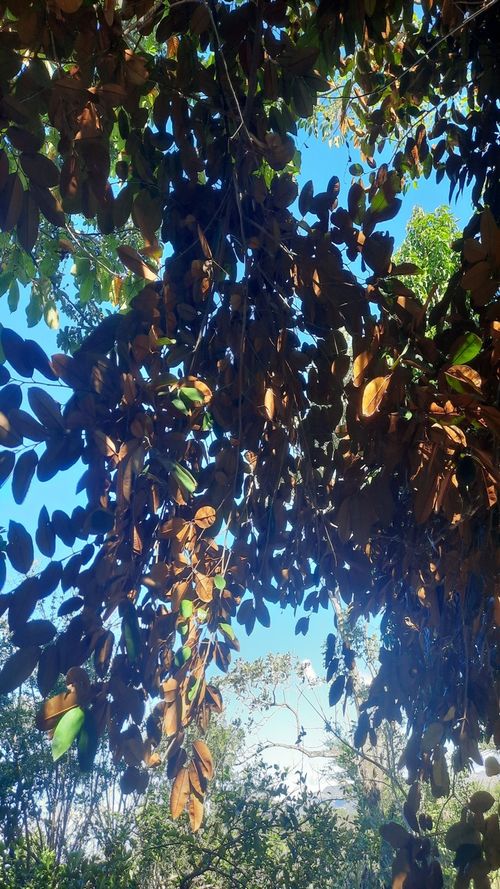 Chrysophyllun cainito