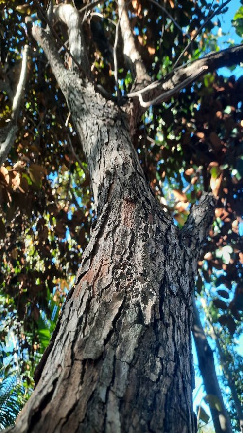 Chrysophyllun cainito