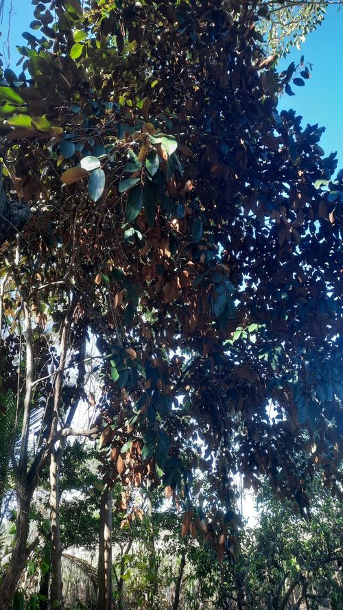 Chrysophyllun cainito