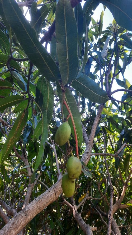 Mangifera indica