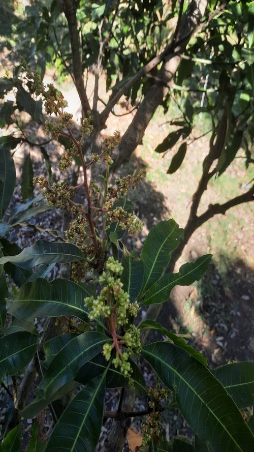 Mangifera indica