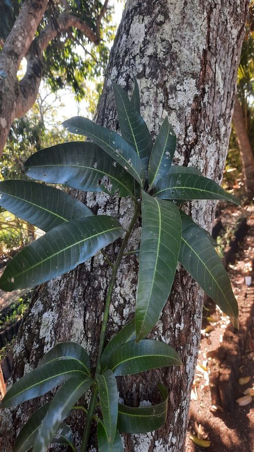 Mangifera indica