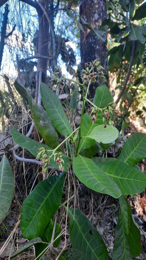 Anacardium occidentale