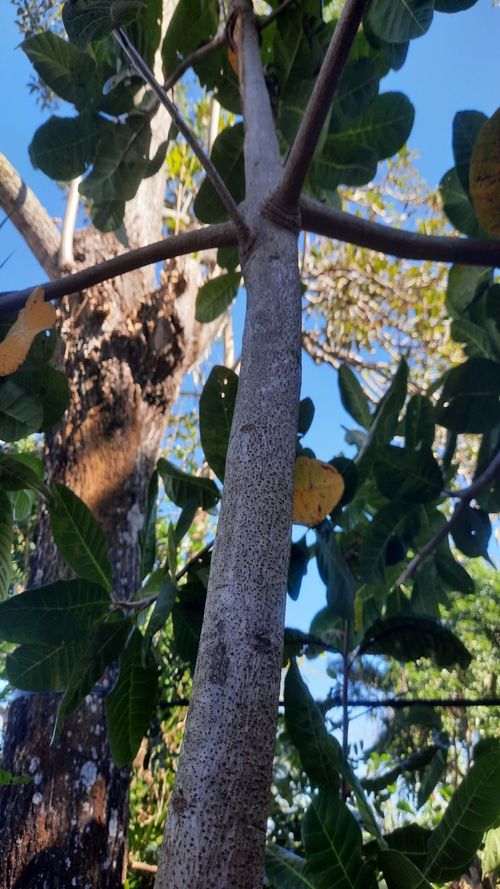 Anacardium occidentale