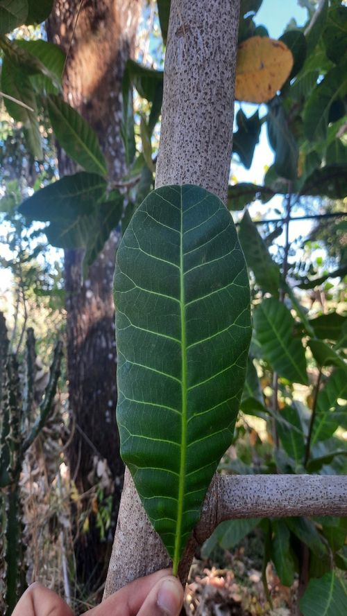 Anacardium occidentale