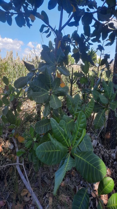 Anacardium occidentale