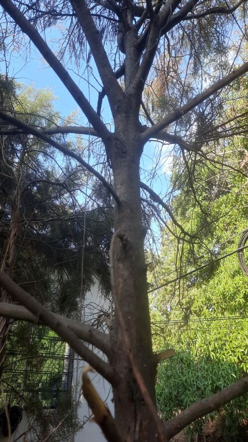 Cupressus lusitanica