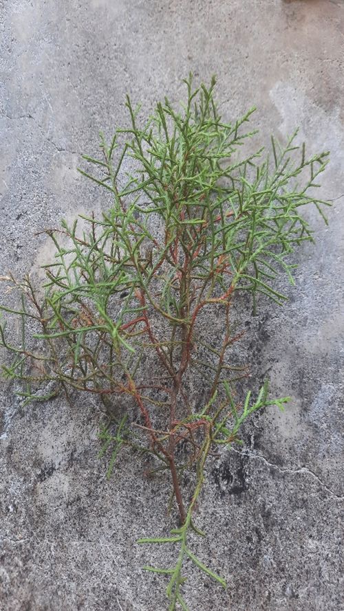 Cupressus lusitanica