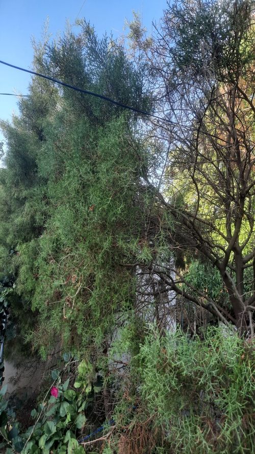 Cupressus lusitanica