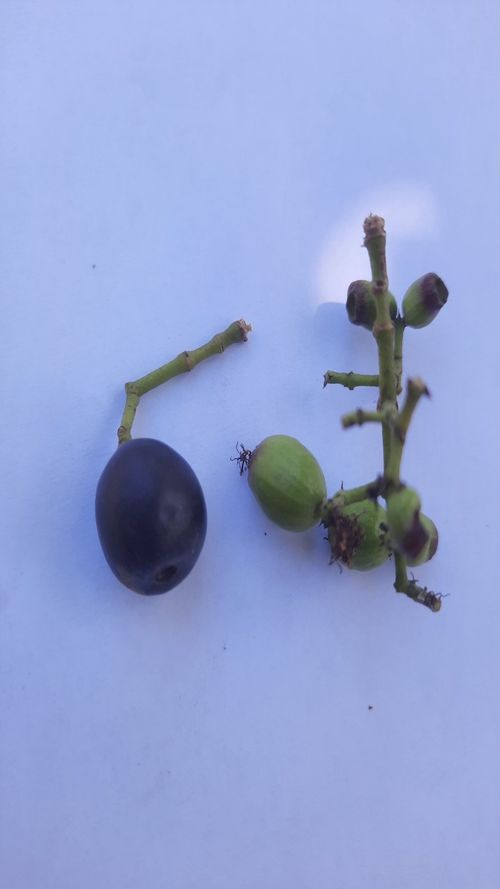 Syzygium cumini (L.)