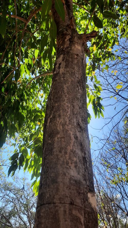 Syzygium cumini (L.)