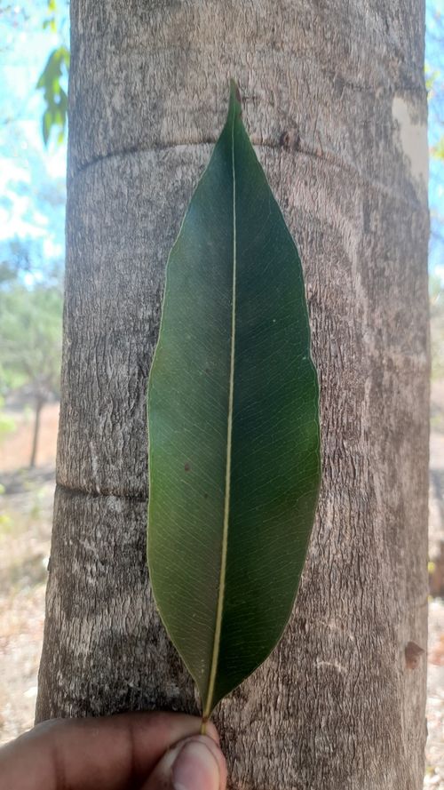 Syzygium cumini (L.)