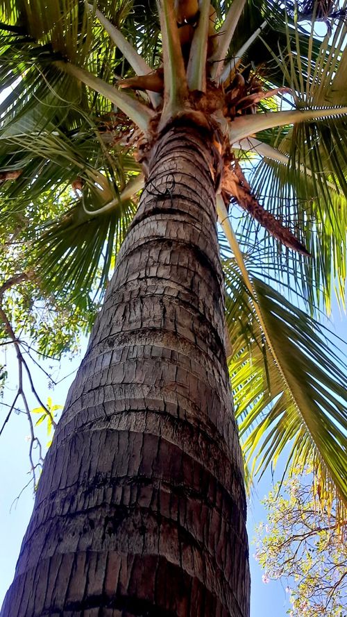 Cocos nucifera