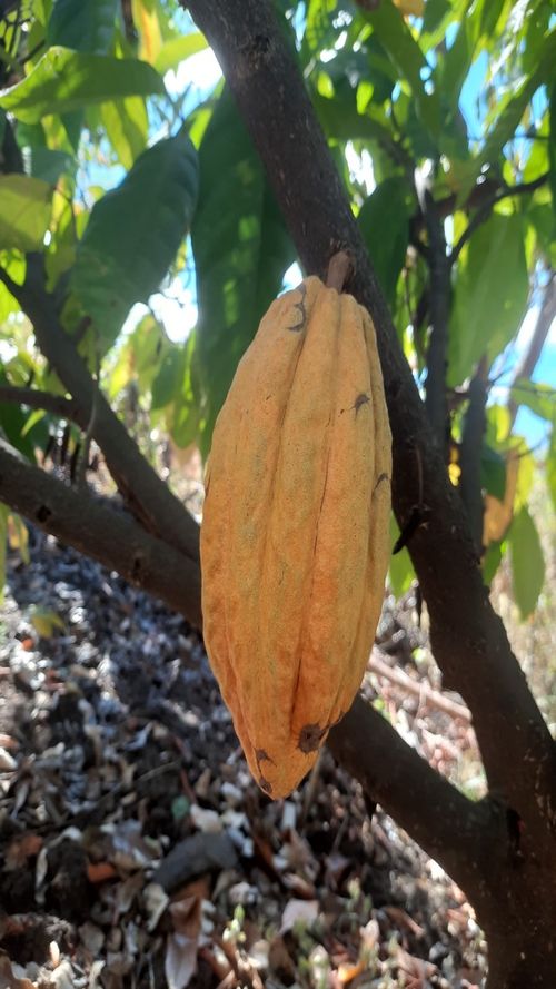 Theobroma cacao