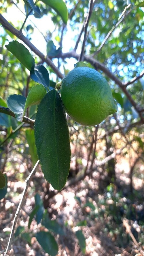 Citrus aurantifolia