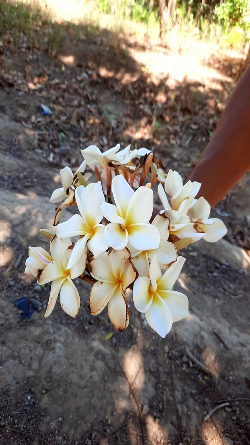 Plumeria alba L.