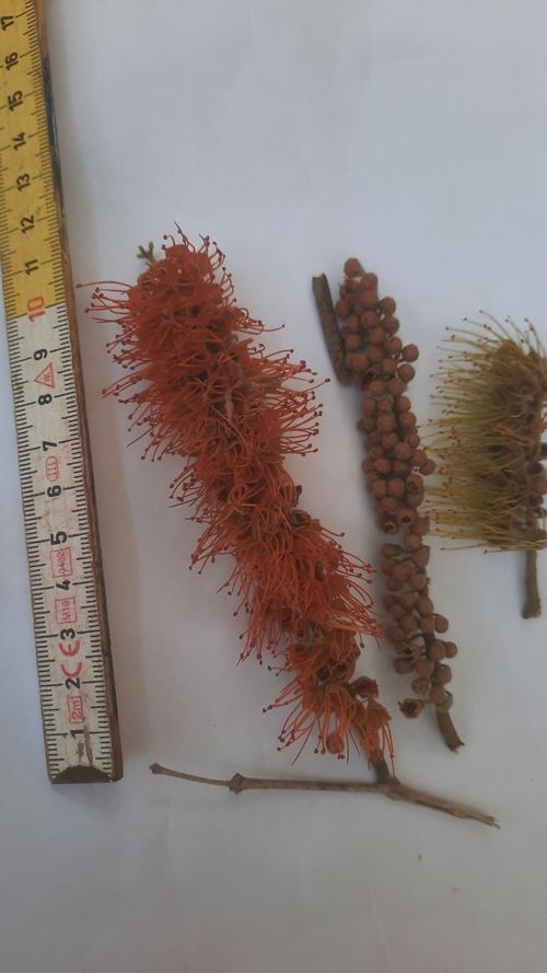 Combretum fruticosum