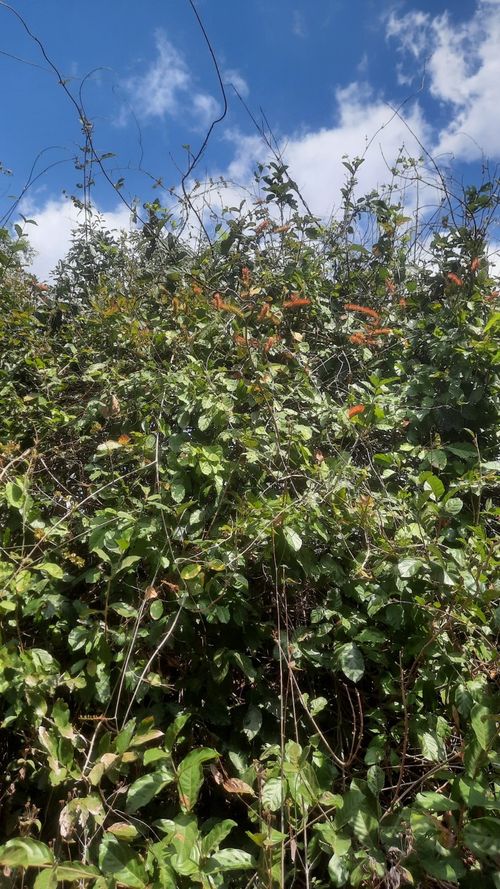 Combretum fruticosum