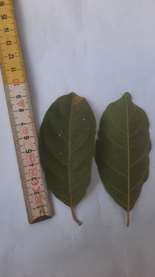 Combretum fruticosum