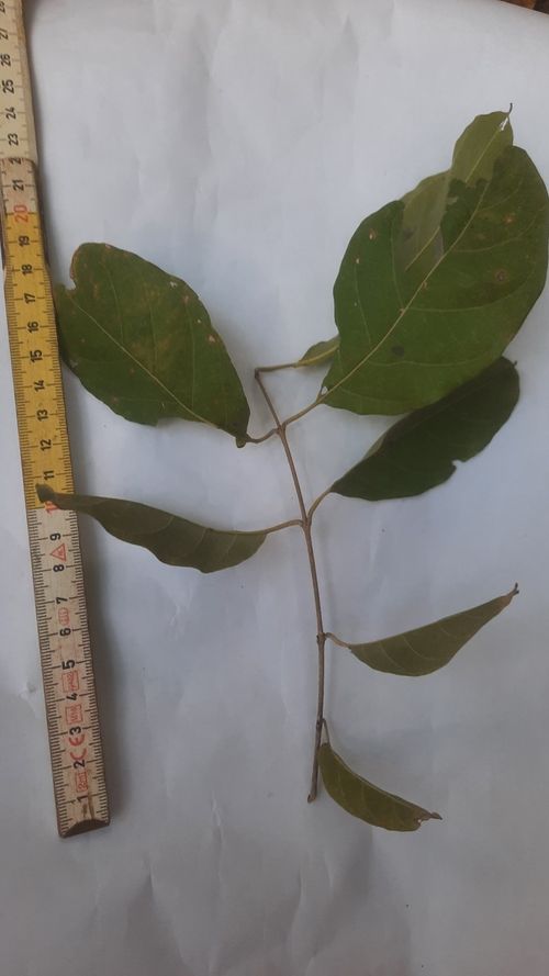 Combretum fruticosum