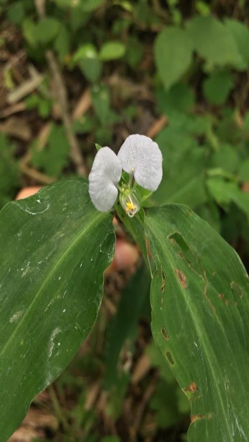 Commelina erecta L.