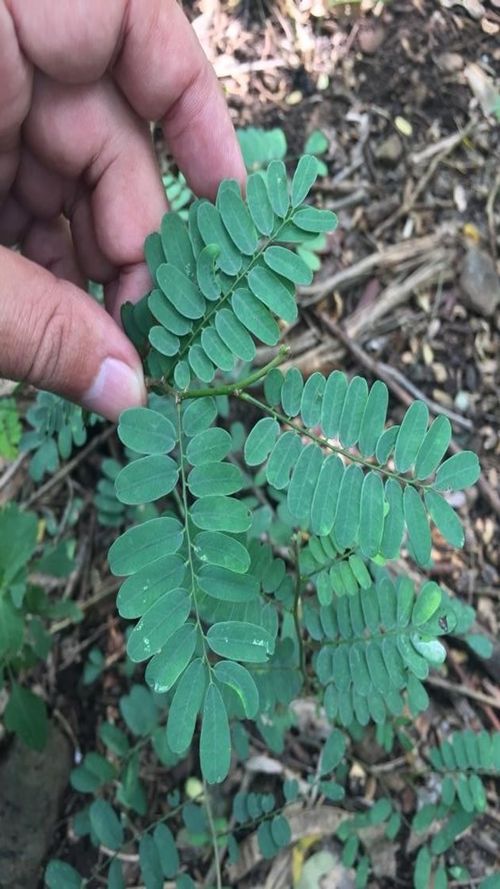 Dalbergia chontalensis