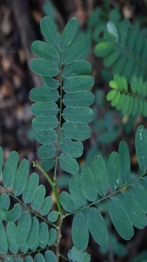 Dalbergia chontalensis