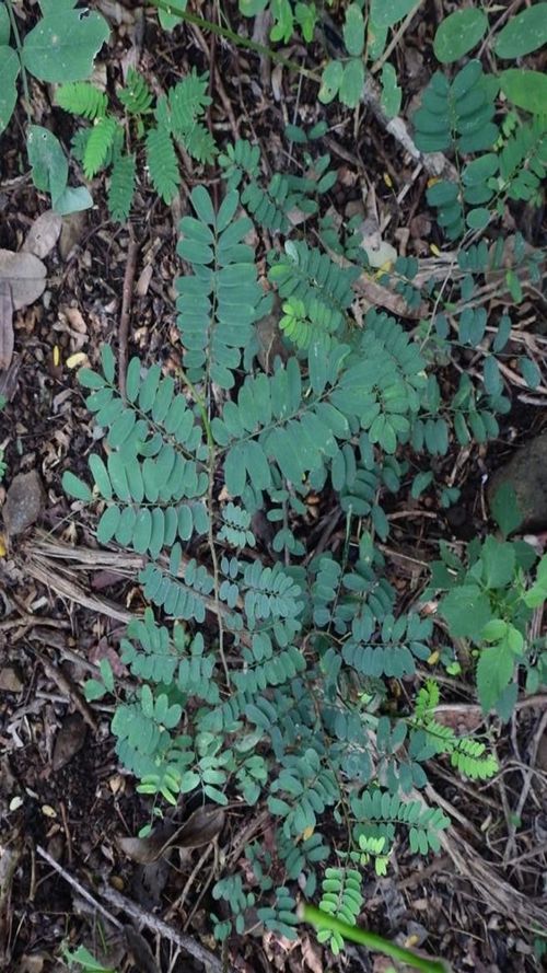 Dalbergia chontalensis