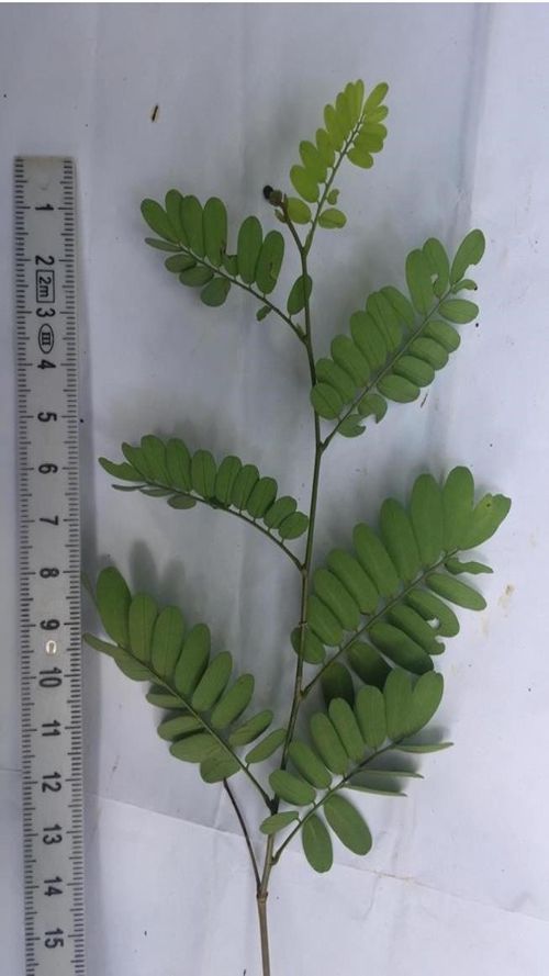 Dalbergia chontalensis