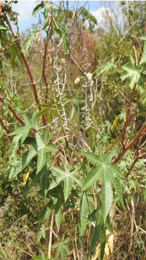 Ricinus communis