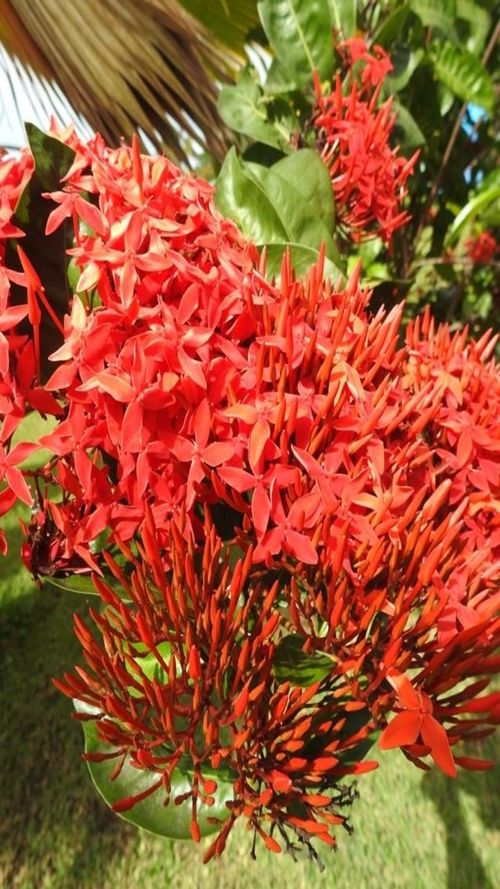 Ixora coccinea
