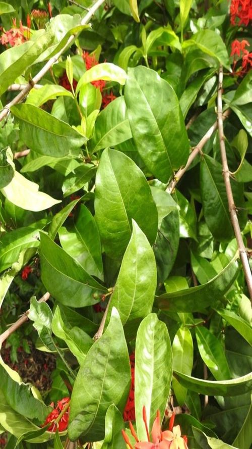 Ixora coccinea