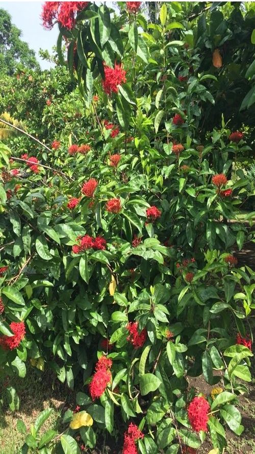 Ixora coccinea