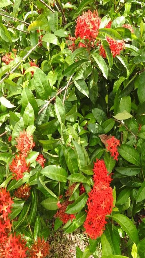 Ixora coccinea