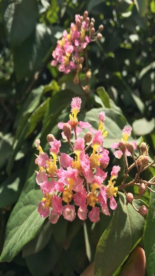 Banisteriopsis muricata