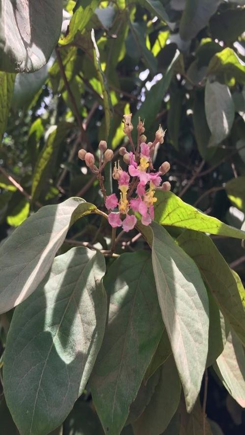 Banisteriopsis muricata