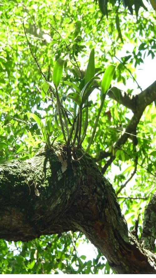 Guarianthe aurantiaca