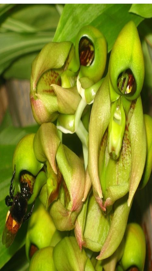 Catasetum integerrimum
